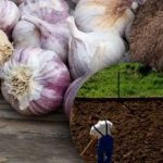 Bawang putih musim dingin tidak menyukainya: tukang kebun menemukan rahasia
