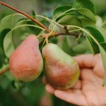 Cara memangkas pohon pir dengan benar untuk mendapatkan panen besar:
