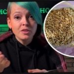 Cara memilih tanaman sari b dan mengejutkan tetangga Anda dengan